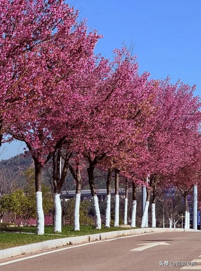 美炸！美炸！全国裹貂我赏樱！昆明最全冬樱赏花攻略来了，周末快冲~