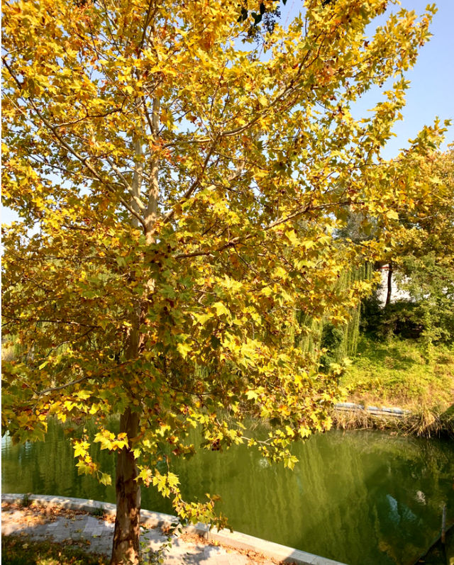 天凉好个秋，露营正当时