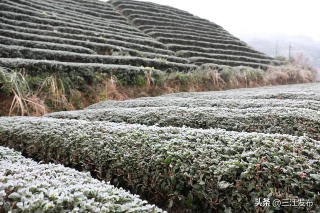 绝美!三江大塘坳惊现“琉璃仙境”!