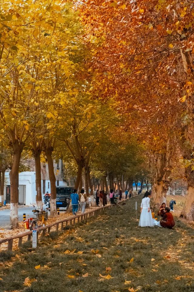 地铁直达！免费！成都20个绝美赏秋地，银杏水杉梧桐红枫限时上演！就在家门口！