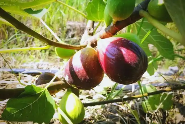 无花果立大功？医生直言：无花果对这4种慢性病有好处，建议多吃