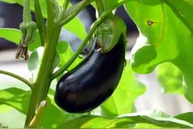 茄子跟这五种作物挨着种植，果实多到摘不完！图片