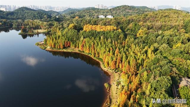 层林尽染！德阳东湖山水杉林渐入最佳观赏期