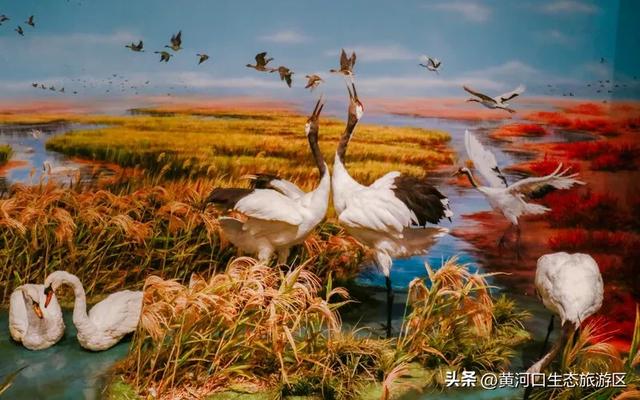 黄河口七夕漫游指南：与你赴一场湿地飞鸟与落日的浪漫之约