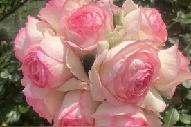 粉龙作为藤本月季，虽然只开一次花，我依旧喜欢图片