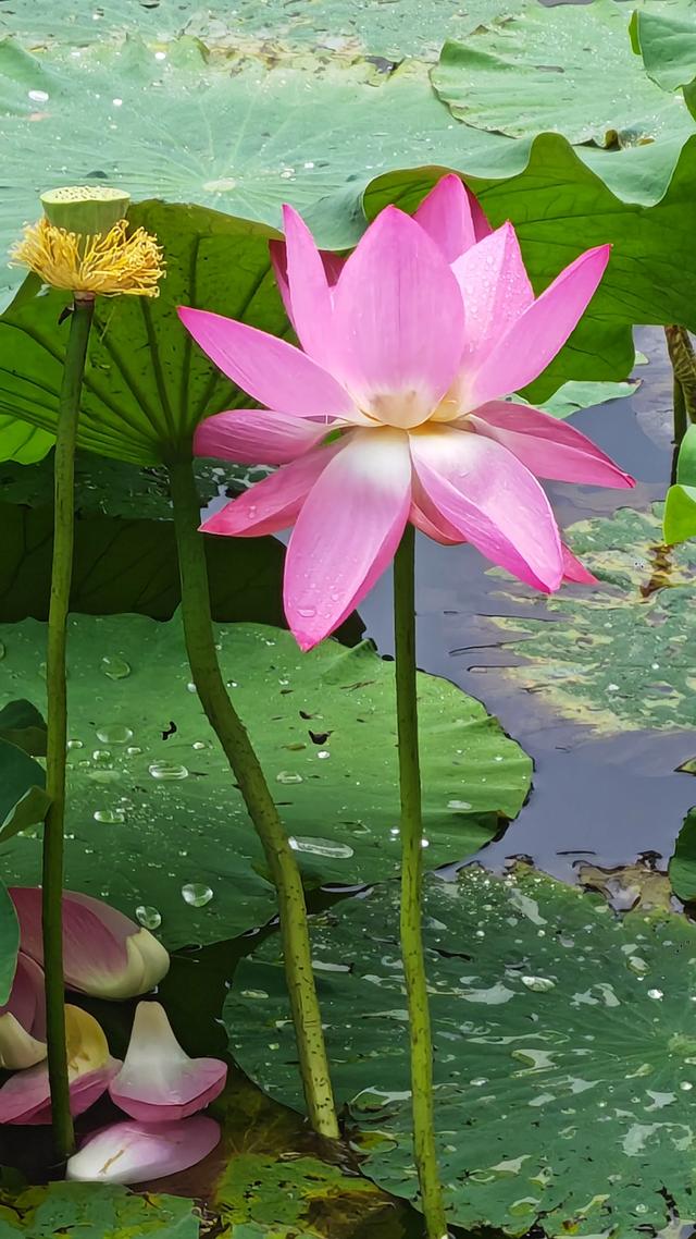 荷叶飘香，花开如梦