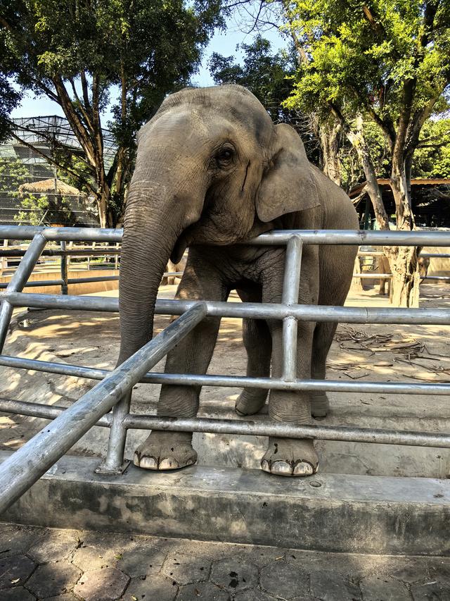 游览西双版纳热带动物园
