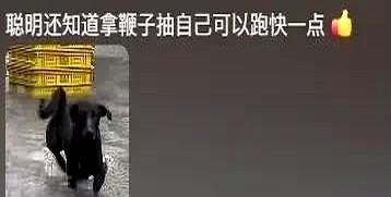 狗子冒着大雨淌水回家，到家发现水比外面还深。狗：淋成狗了