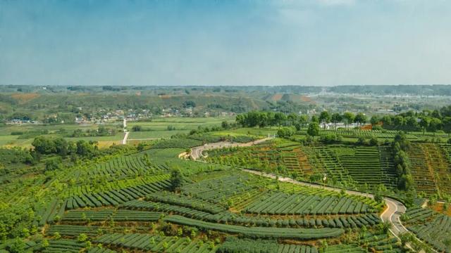 春到乐山，“香”约起来