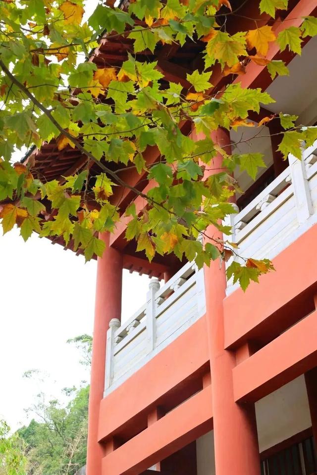 秋韵正当时，放慢脚步，来皇泽寺与千佛崖走一走~