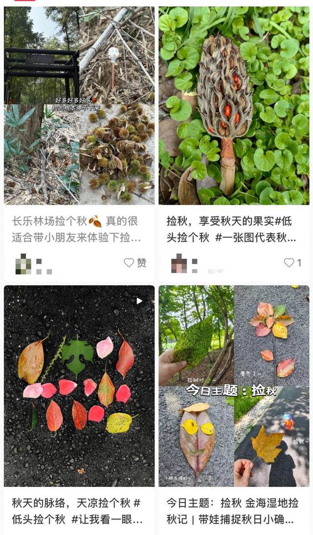 “捡秋”火了，在大自然中开“盲盒”要注意什么？