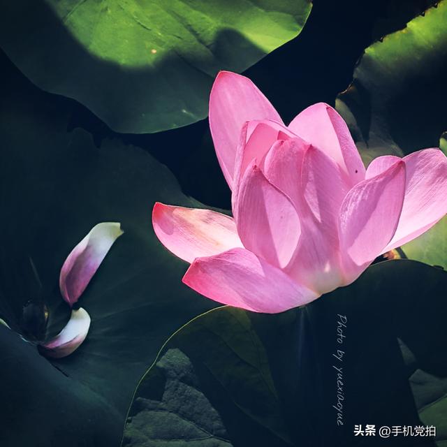 带你逛拍天津小站荷花塘｜这里的荷景别样美