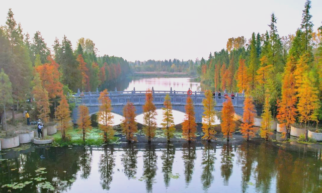 别都挤在从政坊了！洛阳还有这几处免费水杉，景美人少！