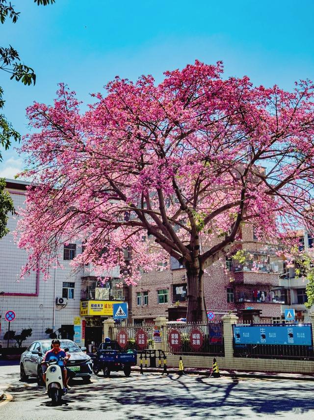 寻觅秋冬季粉色浪漫：深圳十个邂逅异木棉花开的地方