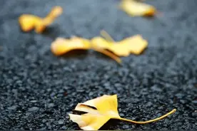 谁念西风独自凉图片