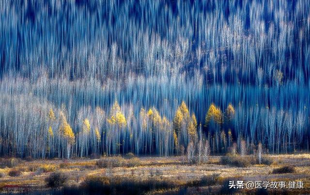 山风掠过白桦林