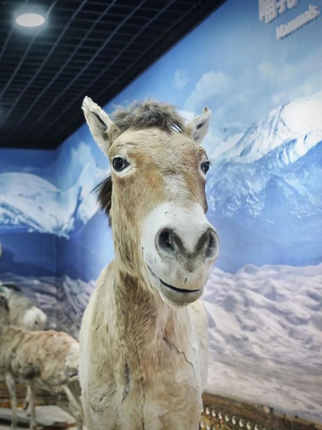 一份乌鲁木齐博物馆地图