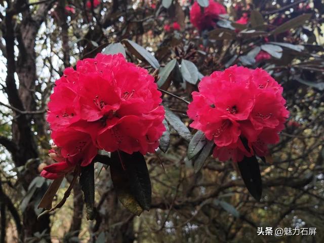 绿美哨冲：青山不负人 生态生金银