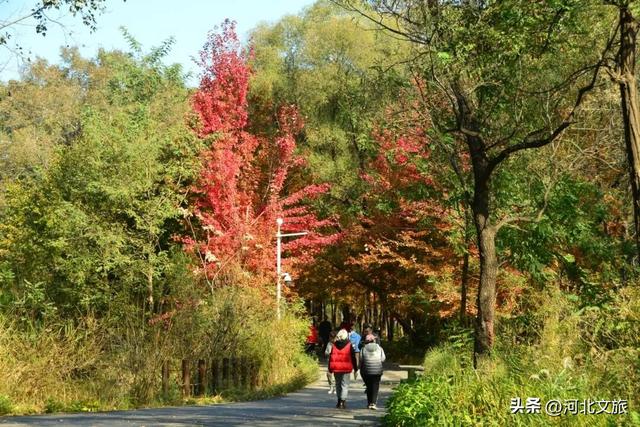秦皇岛最大临海公园迎来"颜值巅峰",栈桥听海、枫林斑斓,打卡走起!