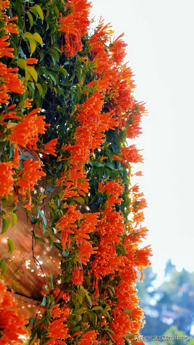 我在仁和等你丨炮仗花瀑如焰,带你提前走进“春节模式”
