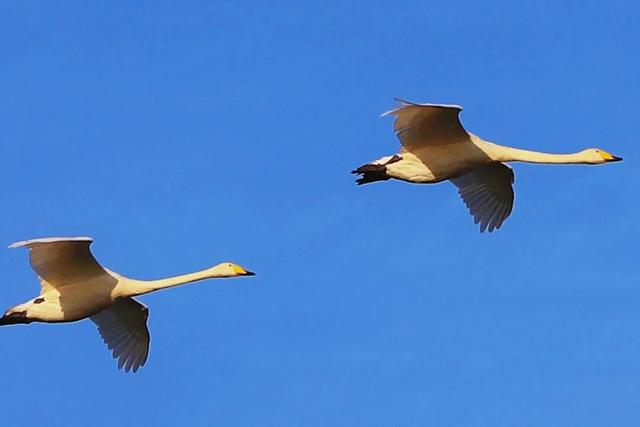 一湖初冬色，半城清欢美——三门峡苍龙湖的冬日盛景