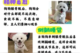 狗狗髌骨脱位de”信号图片