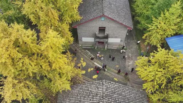 【图说高坪】超出圈 银杏美景邂逅百年工业文化与川超激情