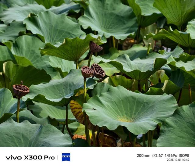 vivo X300系列评测：同级巅峰影像 出片易如反掌