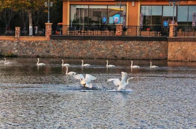 冬游威海 | “鹅”在这儿呢！