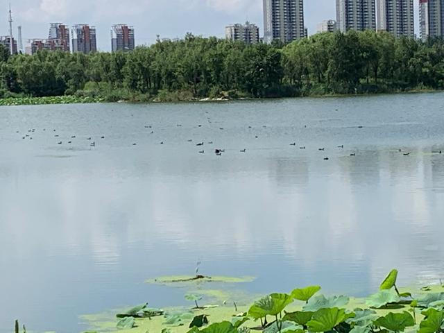 荷花、野鸭子、夏景