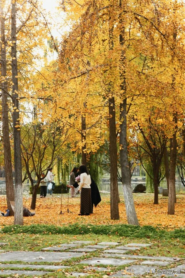 红透了！西安这片水上杉林，已进入最佳观赏期！