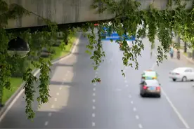 赏花正当时！这份出行指南请查收图片