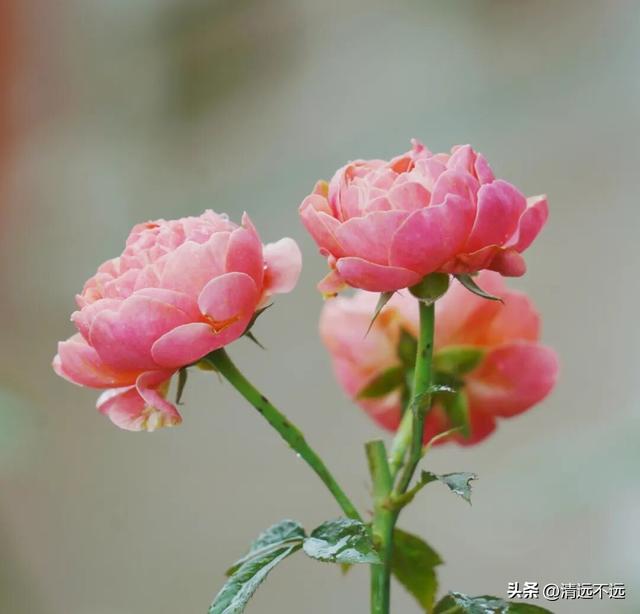 冬日避世指南｜躲进广东的“小桂林”，山水为炉，温暖一季