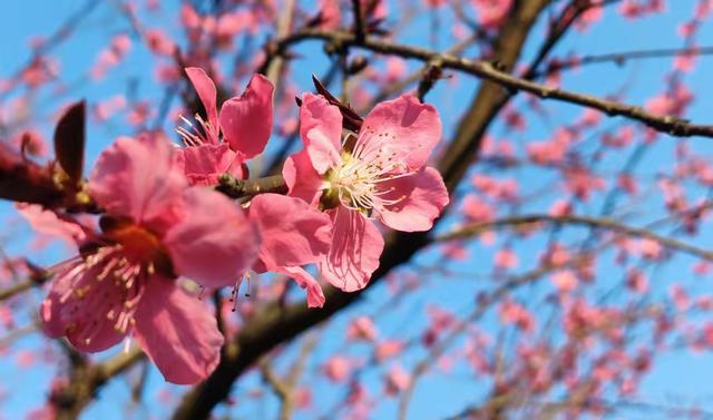 属猪人的中晚年宿命，尤其是71年、59年的	，不是一般准！