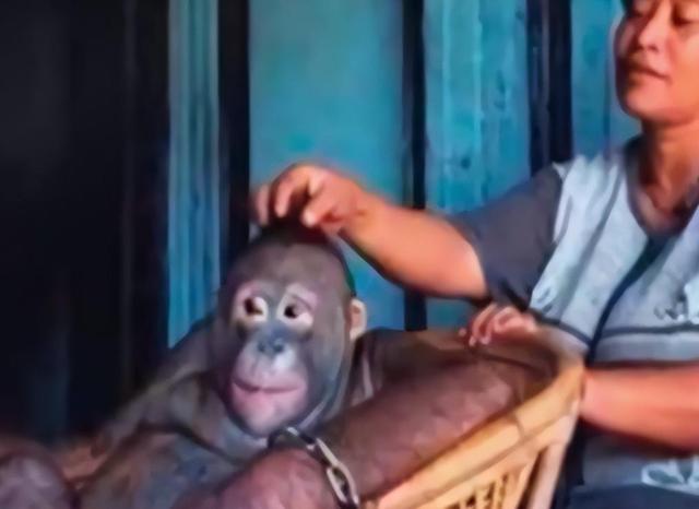 被锁暗室6年：剃毛穿丝袜当玩物，惨状撕开人类伪善面具