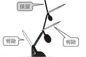 茄子整枝打杈终极指南：3招让产量翻倍！90%的人错在第2步图片