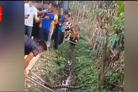 2米多长毒蛇咬死村民！自然出现还是盲目放生？图片