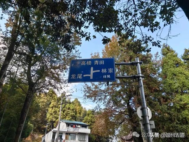 温州这两条知名红枫古道已经红啦!周末是最佳观赏期,不要错过!