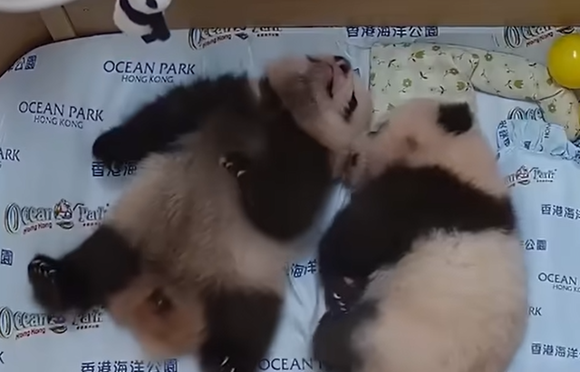 人山人海的海洋公园，为什么要靠“奥特曼”和“大熊猫”来拯救？