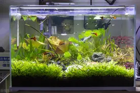 为什么说养鱼水不能浇花?图片