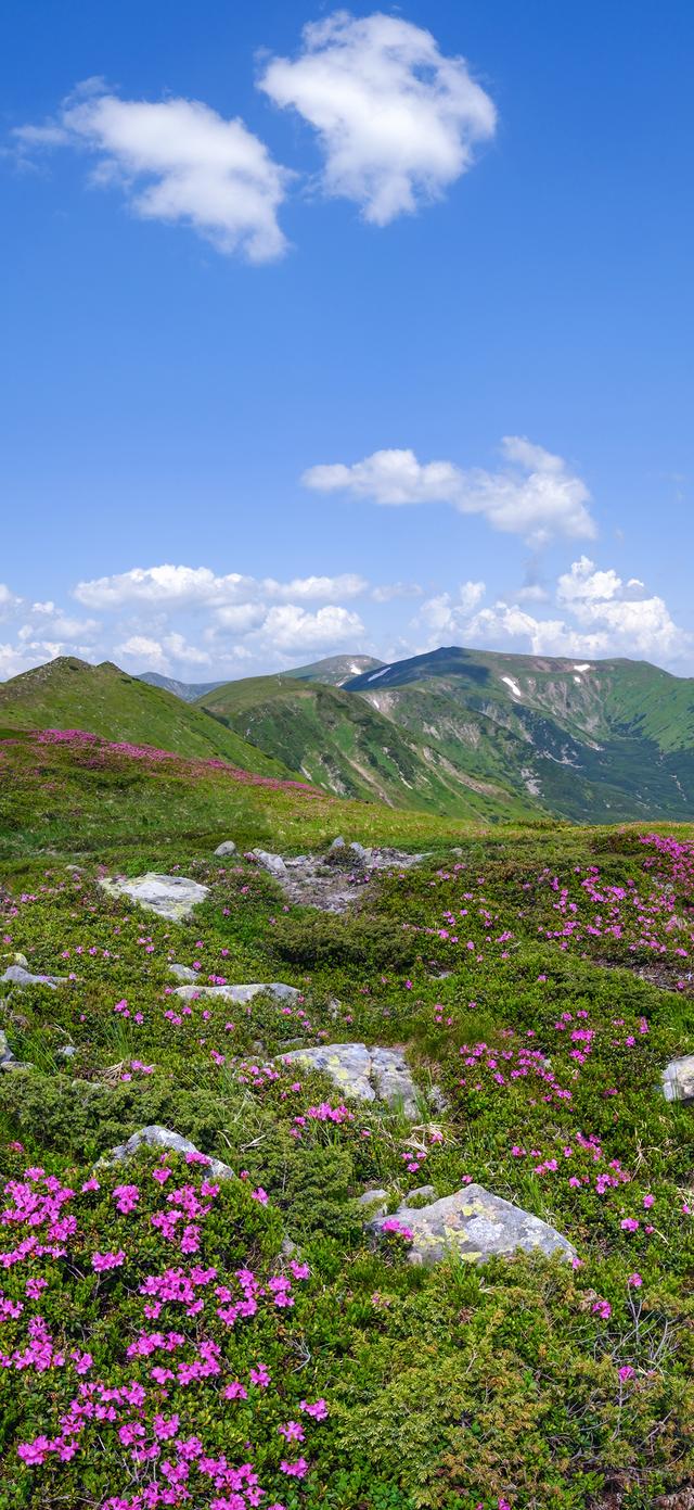 手机壁纸|治愈系的自然美景