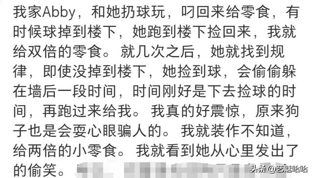 有没有被宠物智商震惊过？网友：那一刻显得我情商还没它高