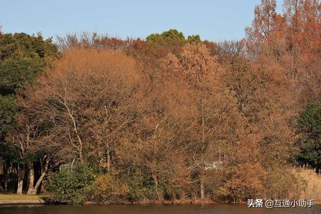 佳能RF200-800mm F6.3-9 IS USM评测！支持800mm焦距的自动对焦镜头