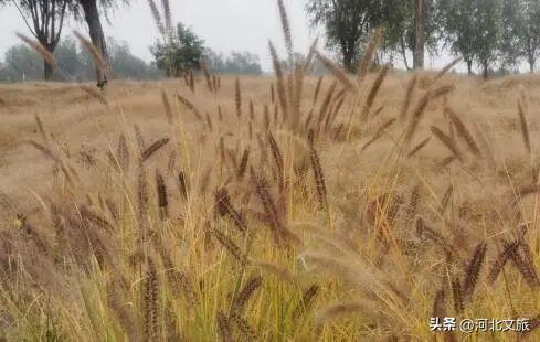 别错过！石家庄市城区赏秋最全指南，来啦→