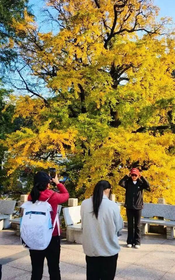 赶紧收藏，这份黄山赏秋时刻指南 | 超级皖黄山市争霸赛等你来战
