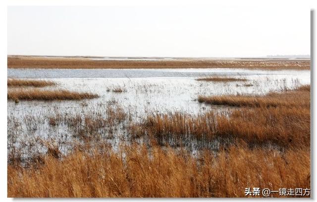 深秋时节，走进长春农安的波罗湖湿地