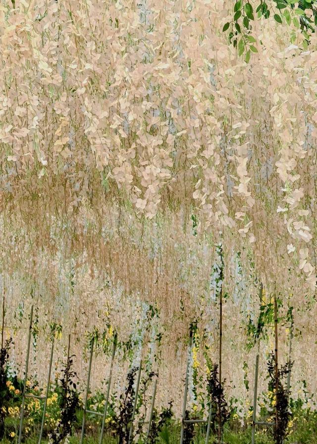 赏花 │ 花开正当时，周六“趣”汇川