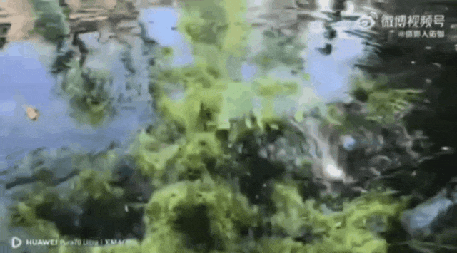 被济南泉水下的世界惊艳到了！