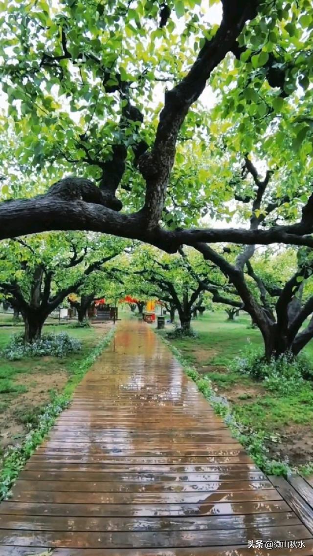 砀郡故地：砀山县的历史沿革与人文图景