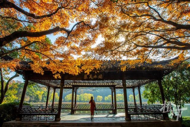 杭州最近美“枫”了，红枫和鸡爪槭还“傻傻分不清楚”？